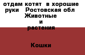 отдам котят  в хорошие руки - Ростовская обл. Животные и растения » Кошки   